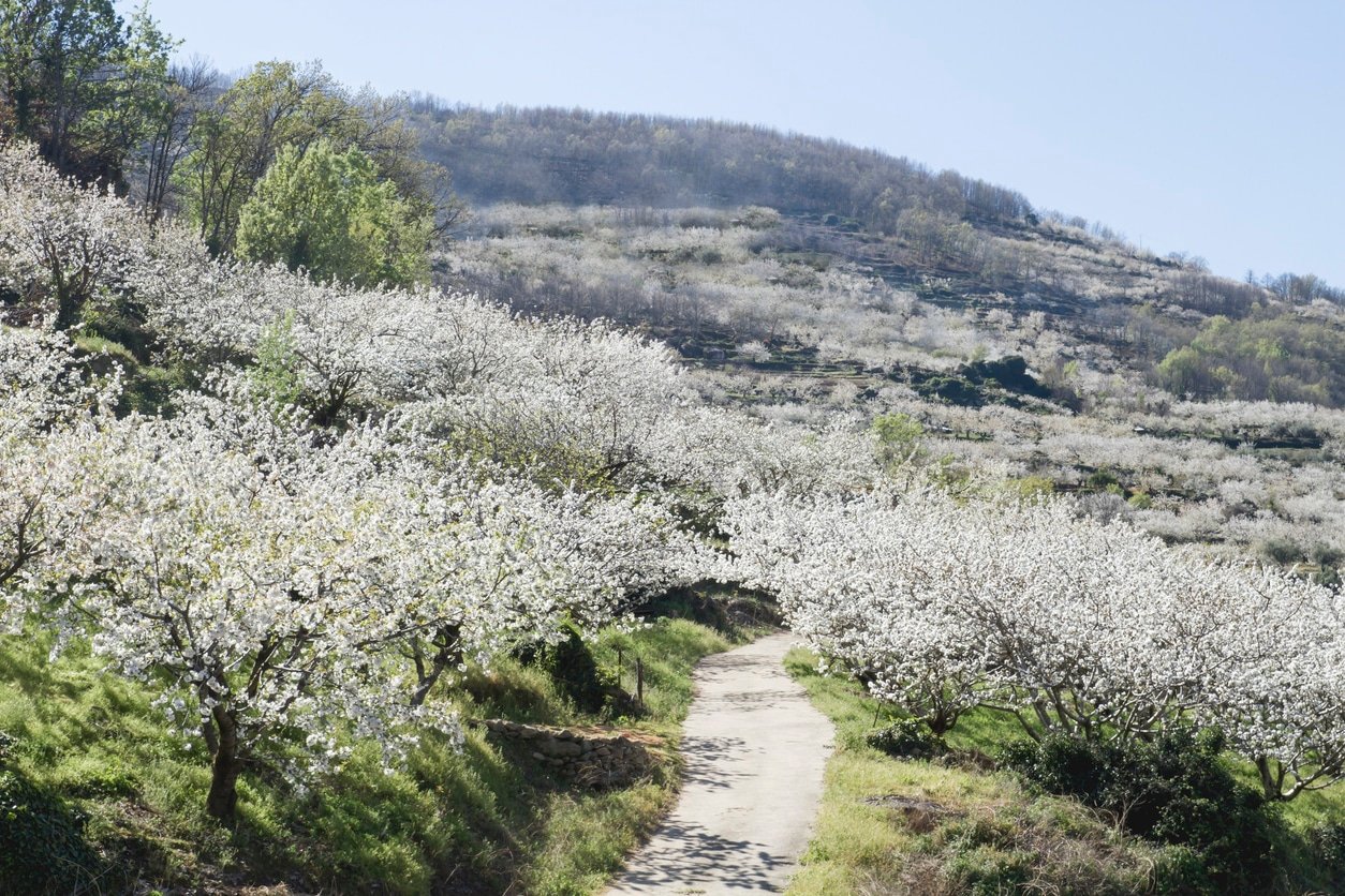 Cerezos del Valle del Jerte