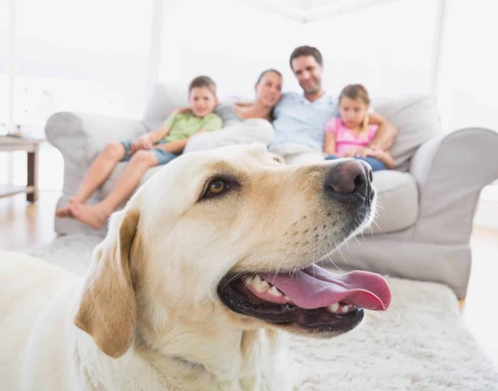 20/07/2018 Celebra el Día Mundial del Perro: planes con tu mascota
SOCIEDAD
ISTOCK