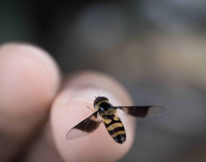 27/06/2019 El menú preferido de las abajas y avispas en verano.

llegada de especies invasoras, una mayor concienciación de la población, mejores herramientas de diagnóstico y aumento de las derivaciones por parte de los médicos de familia, entre los motivos del incremento.Una tercera parte de los pacientes que sufren una reacción alérgica grave por veneno de avispas o abejas no acude a la consulta del alergólogo.Un estudio español identifica el tipo de avispa según las costumbres alimentarias de la zona donde se produce la picadura.La alergia al veneno de himenópteros es la enfermedad alérgica en la que se consiguen las mayores tasas de curación.

SOCIEDAD
ISTOCK
