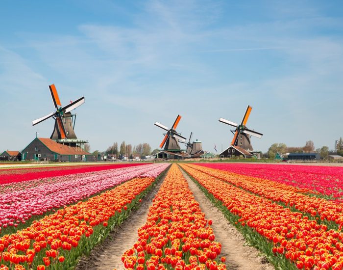 05/05/2016 Molinos y tulipanes en Holanda durante la primavera
SOCIEDAD
ISTOCK