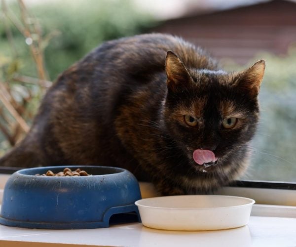 Mascotas en familia: Cómo la nutrición crea lazos
