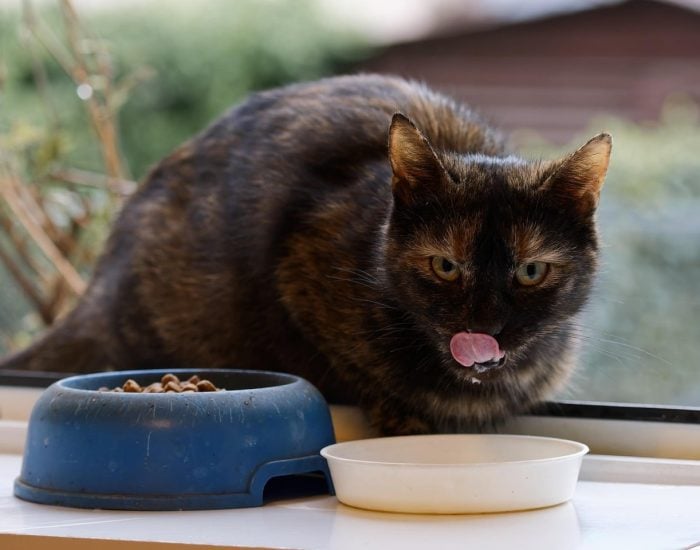 Mascotas en familia: Cómo la nutrición crea lazos